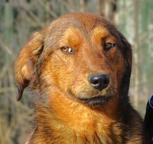 LENI, Hund, Mischlingshund in Gefrees - Bild 10
