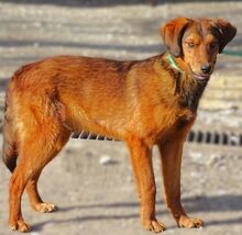 LENI, Hund, Mischlingshund in Gefrees - Bild 11