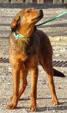 LENI, Hund, Mischlingshund in Gefrees - Bild 12