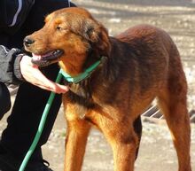 LENI, Hund, Mischlingshund in Gefrees - Bild 13