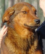 LENI, Hund, Mischlingshund in Gefrees - Bild 14