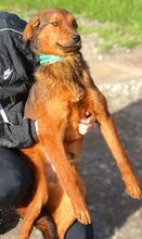 LENI, Hund, Mischlingshund in Gefrees - Bild 15