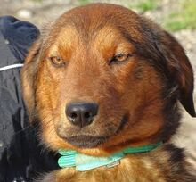 LENI, Hund, Mischlingshund in Gefrees - Bild 16