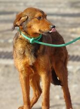 LENI, Hund, Mischlingshund in Gefrees - Bild 17