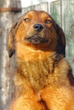 LENI, Hund, Mischlingshund in Gefrees - Bild 18
