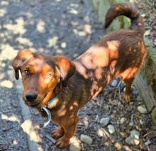 LENI, Hund, Mischlingshund in Gefrees - Bild 3