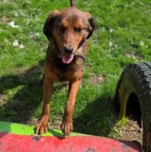 LENI, Hund, Mischlingshund in Gefrees - Bild 4