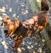 LENI, Hund, Mischlingshund in Gefrees - Bild 5