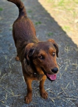 LENI, Hund, Mischlingshund in Gefrees - Bild 6
