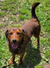 LENI, Hund, Mischlingshund in Gefrees - Bild 7