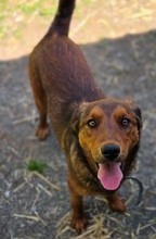 LENI, Hund, Mischlingshund in Gefrees - Bild 8