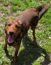 LENI, Hund, Mischlingshund in Gefrees - Bild 9