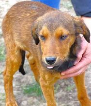 LUMPI, Hund, Mischlingshund in Rumänien - Bild 2