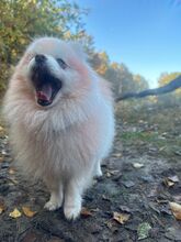 KEKADECANTIBRESA, Hund, Pomeranian in Hamburg - Bild 1