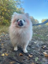 KEKADECANTIBRESA, Hund, Pomeranian in Hamburg - Bild 2