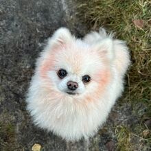 KEKADECANTIBRESA, Hund, Pomeranian in Hamburg - Bild 3