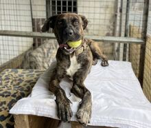 JUNKO, Hund, Mischlingshund in Spanien - Bild 2