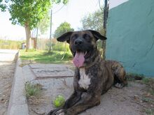 JUNKO, Hund, Mischlingshund in Spanien - Bild 4