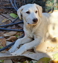 VIOLET, Hund, Mischlingshund in Italien - Bild 1