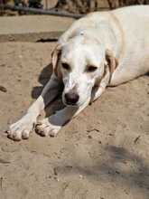 VIOLET, Hund, Mischlingshund in Italien - Bild 3