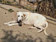 VIOLET, Hund, Mischlingshund in Italien - Bild 4