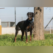 JAKOB, Hund, Dobermann in Spanien - Bild 1