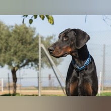 JAKOB, Hund, Dobermann in Spanien - Bild 2