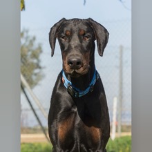 JAKOB, Hund, Dobermann in Spanien - Bild 3