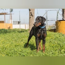 JAKOB, Hund, Dobermann in Spanien - Bild 4