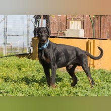 JAKOB, Hund, Dobermann in Spanien - Bild 5