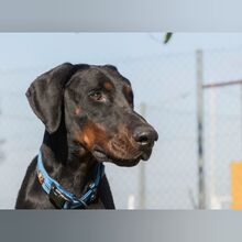 JAKOB, Hund, Dobermann in Spanien - Bild 6