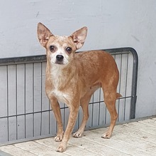 LILIEN, Hund, Chihuahua-Mix in Wiesbaden - Bild 1