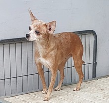 LILIEN, Hund, Chihuahua-Mix in Wiesbaden - Bild 5