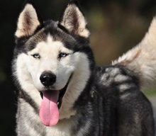 AKIMC51, Hund, Siberian Husky-Mix in Slowakische Republik - Bild 1