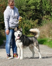 AKIMC51, Hund, Siberian Husky-Mix in Slowakische Republik - Bild 10