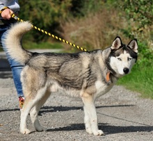 AKIMC51, Hund, Siberian Husky-Mix in Slowakische Republik - Bild 11