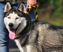 AKIMC51, Hund, Siberian Husky-Mix in Slowakische Republik - Bild 12