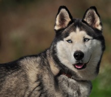 AKIMC51, Hund, Siberian Husky-Mix in Slowakische Republik - Bild 13