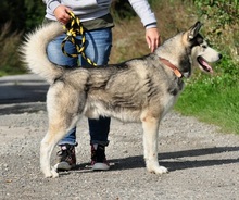 AKIMC51, Hund, Siberian Husky-Mix in Slowakische Republik - Bild 14