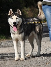 AKIMC51, Hund, Siberian Husky-Mix in Slowakische Republik - Bild 15