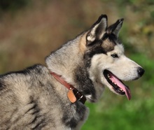 AKIMC51, Hund, Siberian Husky-Mix in Slowakische Republik - Bild 16