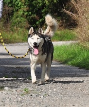 AKIMC51, Hund, Siberian Husky-Mix in Slowakische Republik - Bild 2