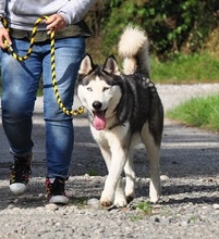 AKIMC51, Hund, Siberian Husky-Mix in Slowakische Republik - Bild 3