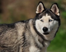 AKIMC51, Hund, Siberian Husky-Mix in Slowakische Republik - Bild 4