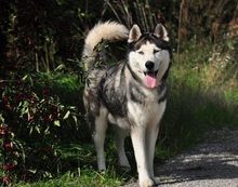 AKIMC51, Hund, Siberian Husky-Mix in Slowakische Republik - Bild 5