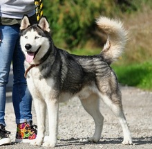 AKIMC51, Hund, Siberian Husky-Mix in Slowakische Republik - Bild 6