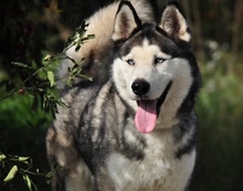 AKIMC51, Hund, Siberian Husky-Mix in Slowakische Republik - Bild 7