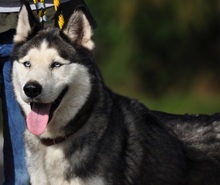 AKIMC51, Hund, Siberian Husky-Mix in Slowakische Republik - Bild 8