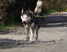 AKIMC51, Hund, Siberian Husky-Mix in Slowakische Republik - Bild 9