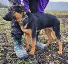 JERONIMO, Hund, Mischlingshund in Slowakische Republik - Bild 3